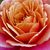 Rosa-orange - Floribunda-grandiflora rosen  - Distant Drums